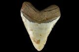 Fossil Megalodon Tooth - North Carolina #124934-5